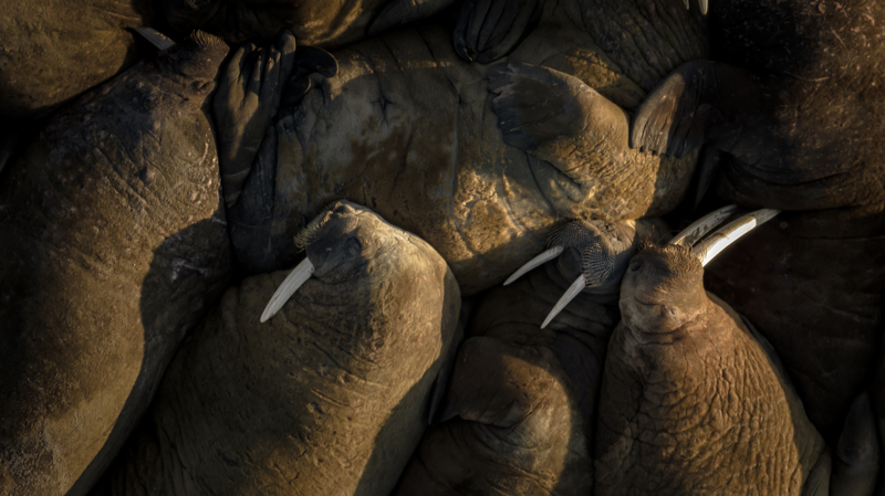 <p>Kutup aylarnn yaam alanlarnn daralmasnn nedenlerinin banda kresel iklim deiiklii sebebiyle deniz buzlarnn erimesinin geldii biliniyor.</p>