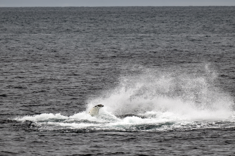 <p>Evrimsel adan gen bir tr olan ve atas boz ay olan kutup aylarnn Gney Kutbu'nda kolayca besin bularak yaayabilecekleri dnlse de bilim insanlar bu durumun tamamen ekolojik bir knt yaatabilecei grn savunuyor.</p>