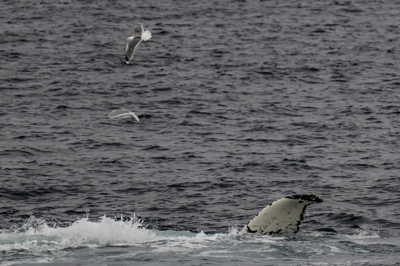 <p>Kuzey Buz Denizi'nde yaayan dier bir canl olan halkal foklar, kutup aylar iin nemli avlardan biri olarak biliniyor. Deniz buzlar, halkal foklar ve yavrular iin hem avlanma hem de av olmamak iin saklanma alanlar.</p>