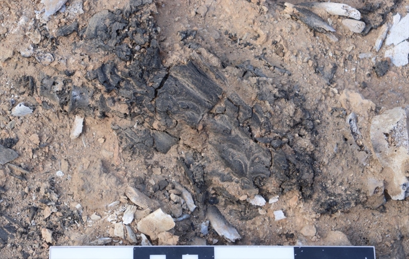 <p>'Ancak bu durum �ok nadir g�r�lebilecek �nemli bir duruma neden oldu. �skeletin kar�n ve g���s aras�ndaki k�sm�nda yumu�ak doku yani 'insan�n derisi' karbonize olarak korunmu� bir vaziyette belgelendi. Bu kal�nt�, mumyalama i�lemi d���nda �ok al���k olmad���m�z �ok �nemli bir durum olarak kar��m�za ��k�yor. �skelet �zerinde karbonize olarak kalan insan derisi �rne�i bug�ne kadar Anadolu'dan bilinmemekte olup ilk �rnek olmas� a��s�ndan olduk�a �nemlidir.'</p>