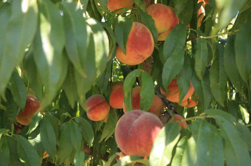 <p>Hollanda'da yaplan uygulamay grerek Kzlcast mahallesinde bulunan meyve bahesinde uygulayan ifti Bilal Ceylan sonutan son derece memnun olduunu syledi.</p>