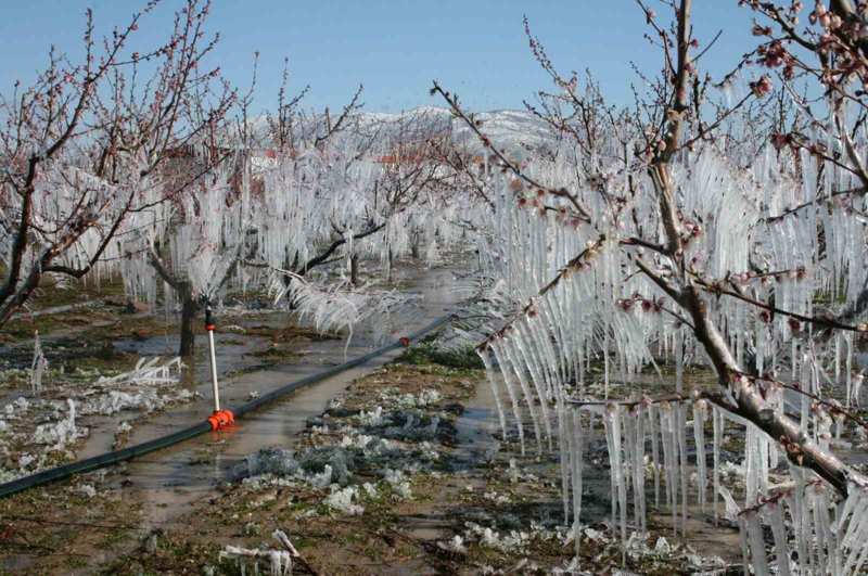 <p>Nisan aynda gne ile birlikte aalarn uyandn ve gece oluan don ile ieklerin zarar grdn ifade eden Bilal Ceylan 'her sene bu don olay iftiye byk zarar veriyor. Biz de geen yl ilk defa grdmz bir uygulamay hayata geirdik. eftali aalarmzn ieklerini kendimiz buz tutturarak dondurduk ve hava scaklklar normal seviyeye gelene kadar bunu devam ettirdik. Kn aalar komple buzla kapland iin buzun iinde kalan iekler kendini muhafaza etti. imdi bahemdeki btn aalarda eftali var. O gn o uygulamay yapmasam byk oranda kaybm olacakt. Yapmayan arkadalarn bahelerinde meyve yok zaten' dedi.</p>