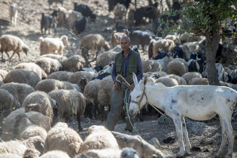 <p>Göçerler bu uyarılar üzerine İran'ın olası saldırısından korunmak için yayla mesailerini erken bitirmek zorunda kaldı.</p>