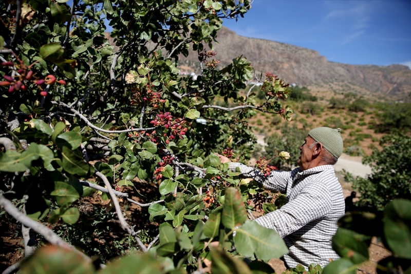 <p>Havzanın yükselti ve iklim farklılığının etkisiyle sadece bu bölgede yetiştirilen Antep fıstığı, aroması ve kalitesiyle Gaziantep'ten dahi alıcı buluyor. 100'e yakın hanede yılda ortalama 50 bin kilogram Antep fıstığı üretiliyor. Her yıl giderek artan Antep fıstığı üretimi, mahallelinin de gelirini artırdı. Mahalleli fısıtığın kilogramını bu yıl 200-250 liradan toptancıya satıyor.</p>