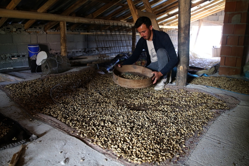 <p>Kendisinin 50'den fazla ağacı olduğunu aktaran Karaman, 'Bir ağaçtan 5 ila 15 kilogram arasında ürün alıyoruz. Önceden elimizle hasat ediyorduk. Şimdi makinesi var, kabuğunu soyuyor. Sulama imkanları arttıkça üretim de artıyor. Gaziantep'ten toptancı geliyor, alıp gidiyor.' diye konuştu.</p>