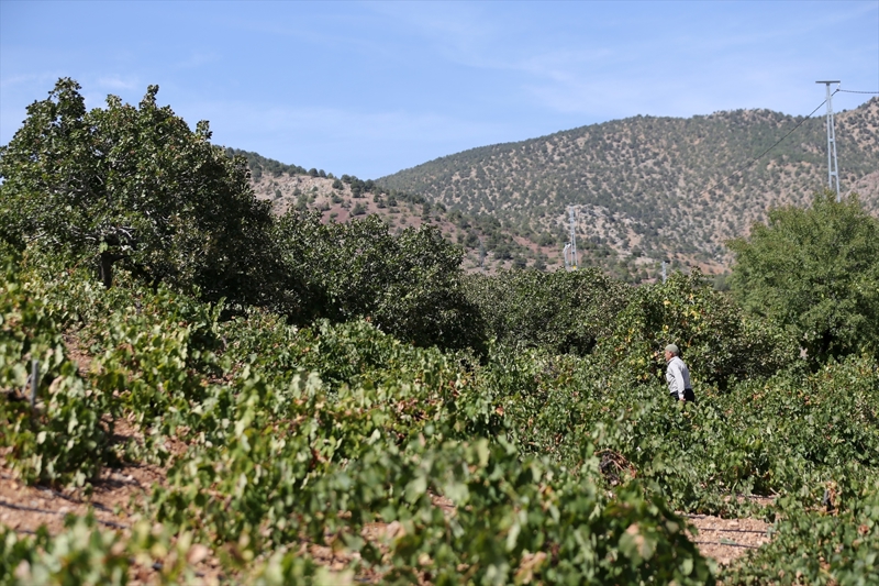 <p>Mahallede üretim yapan 76 yaşındaki Hüsnü Karaman, AA muhabirine, eylül ayı başında Antep fıstığında hasada başladıklarını söyledi.</p>