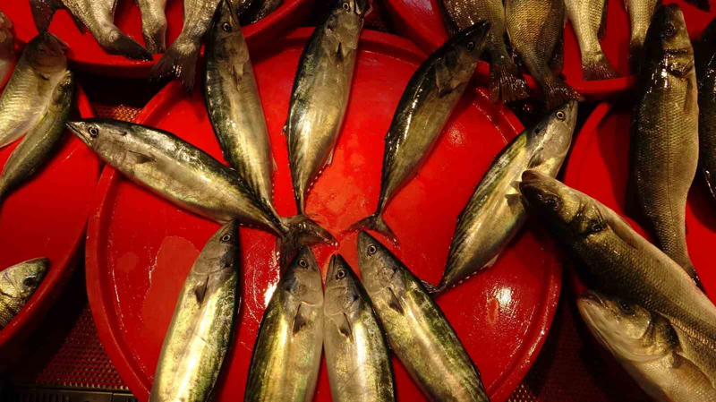 <p>Bal�k�� esnaflar�ndan Ahmet �o�alm��, son bir haftad�r sezonun iyi ge�meye ba�lad���n� belirterek 'Hamsi, mezgit, istavrit, barbun, �inekop ne ararsan var. Karadeniz insan�n� en �ok t�ketece�i genellikle hamsi, istavrit. Mezgit. Fiyatlar da uygun tezg�hlarda bol bol var. Ge�en sene az s�reli hamsi sezonu ya�am��t�k ancak bu sezon her �e�it bal�k ��k�yor �e�it bollu�u ya��yoruz . Havalar daha da so�ursa in�allah bizim yerli hamsimiz de ��kacak' dedi.</p>