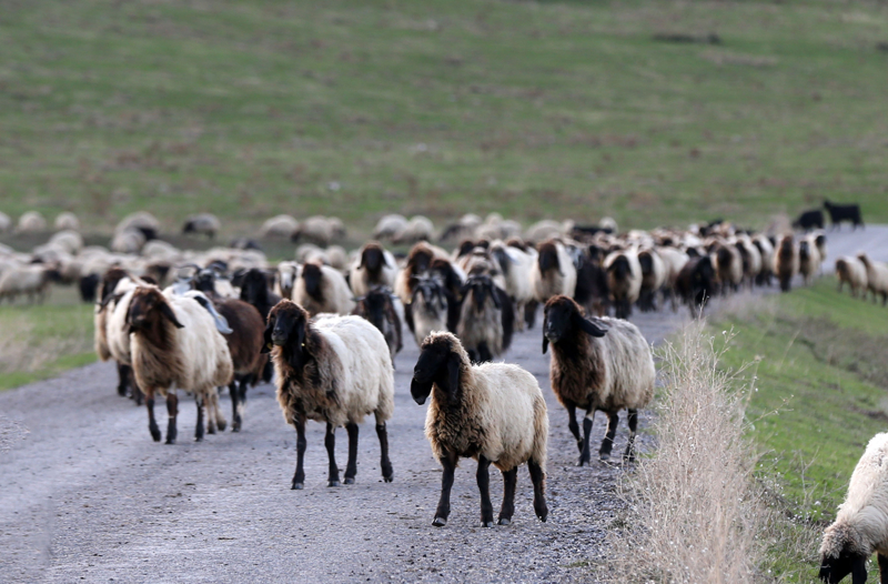 <p>Mu� Ovas�'nda yakla��k 100 bin hayvan yaz boyunca burada konakl�yor. G�neyden gelenler Mu�, Bing�l ve Erzurum'un yaylalar�n� kullan�yor. </p>