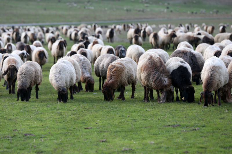 <p>Tekrar Mu� Ovas�'ndan g�neye gidiyorlar. Mu�'un, Erzurum'un serin yaylalar�, hayvanlara �ok iyi geliyor. </p>