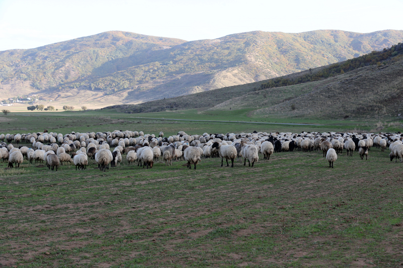 <p>Koyunlar s�cakl��a �ok dayanam�yor. G��erler y�l�n 12 ay� hayvanc�l�k yap�yor. Belirli g�� sezonlar� var. </p>