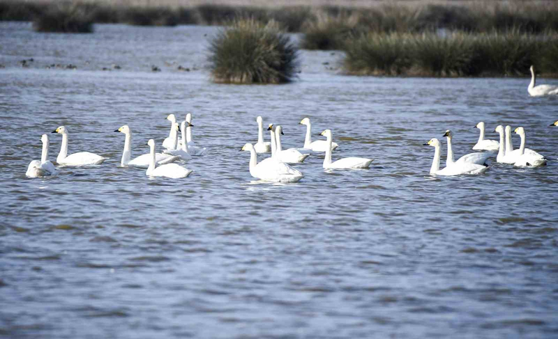 <p>zellikle k dneminde buradaki yaban hayat daha hareketli ve birok gmen ku bu alanda konaklyor. Yine son dnemde deltadaki kuu varlnn artmas bizleri sevindiriyor. Fotoraflarn, doa tutkunlarnn youn ilgi gsterdii Kzlrmak Deltas'n k dneminde de vatandalarmzn mutlaka grmesini tavsiye ediyorum' dedi.</p>