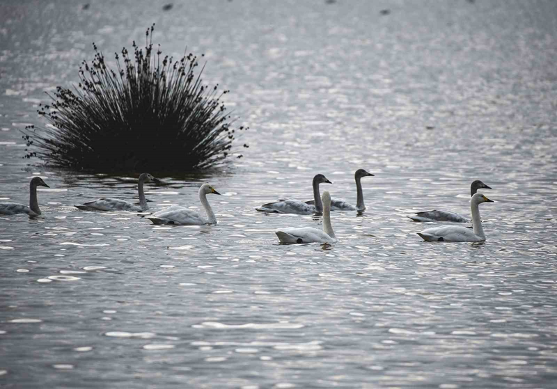 <p>Saylar 600 ila bin arasnda deien kuular ziyaretilerimizde rahatlkla ok yakn bir mesafeden grebilirler. Kuular rdekgiller familyasndan olup, uabilen en iri csseli ku trleri arasnda yer alr. Buras k ortasnda yaplan saymlarda en fazla ku trnn bir arada grntlendii bir blge. Kzlrmak Deltas Ku Cenneti, yln her mevsimi ayr bir gzellie sahip. zellikle ku younluunun olduu zaman ise k dnemleri' diye konutu.</p>