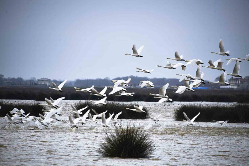 <p>Samsun Bykehir Belediyesi'nin koruma amal almalar ile doal yaama insan mdahalesinin en aza indirildii Kzlrmak Deltas Ku Cenneti'nde ziyaretiler sadece bisiklet, elektrikli bisiklet, akl aralarla deltay gezebiliyor.</p>