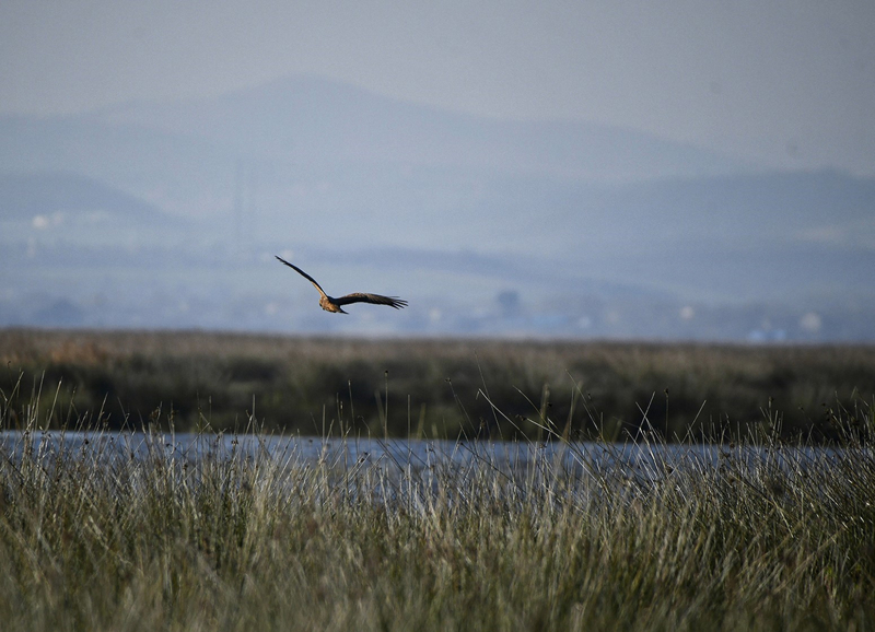 <p><b>'MUTLAKA GRLMEL'</b><br></p><p>Samsun Bykehir Belediye Bakan Mustafa Demir ise yaban hayatn gzlemlemek isteyen tm doa tutkunlarn ilk grmesi gereken yerlerin banda Kzlrmak Deltas Ku Cenneti'nin geldiini belirterek, 'Kzlrmak Deltas Ku Cenneti, sadece Samsun ve Trkiye iin deil tm dnya iin ok nemli bir sulak alan. Bu doa harikas blgede yaban hayatnn korunmas iin zel hassasiyet ierisindeyiz. Uygulanan tedbirlerin olumlu etkilerini gzlemliyoruz.</p>