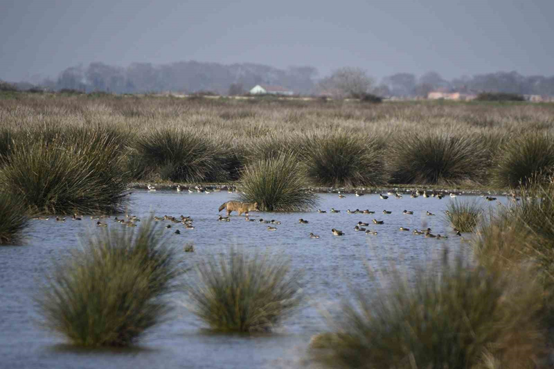 <p><b>BNE YAKIN KUU KONAKLIYOR</b><br></p><p>Deltadaki ku younluunun k dneminde daha da arttn belirten Samsun Bykehir Belediyesi Kzlrmak Deltas Ku Cenneti Sorumlusu Kadir Ylmaz, 'Kzlrmak Deltas Ku Cenneti, k glerinin balamasyla kuzeyden g alan bir blge. zellikle bu aylardan itibaren aralk, ocak, ubat dnemlerine kadar k gmen trlerini biz bu blgede grebiliyoruz. zellikle kuu srlerini ok gzel bir ekilde gzlemleyebiliyoruz. </p>