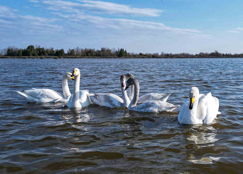 <p>Zengin biyolojik eitlie sahip olan delta, g srasnda Karadeniz'i dorudan aan ku trleri iin de hayati nem tayor.</p>