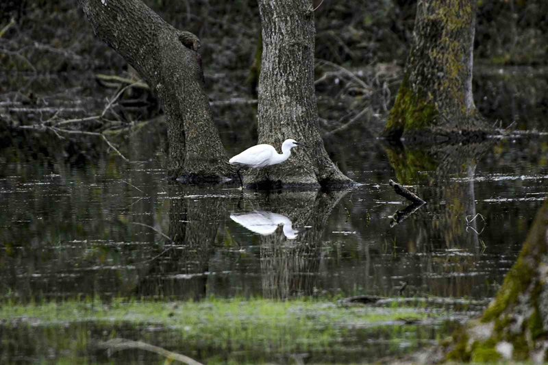 <p>Avrupa Ku Alanlar Envanteri'ndeki en nemli 4 kriterden 3'ne sahip olan ku cennetinde, dnyada nesli tkenme tehlikesiyle kar karya olan 24 ku trnn 15'i grlp, kayt altna alnd.</p>
