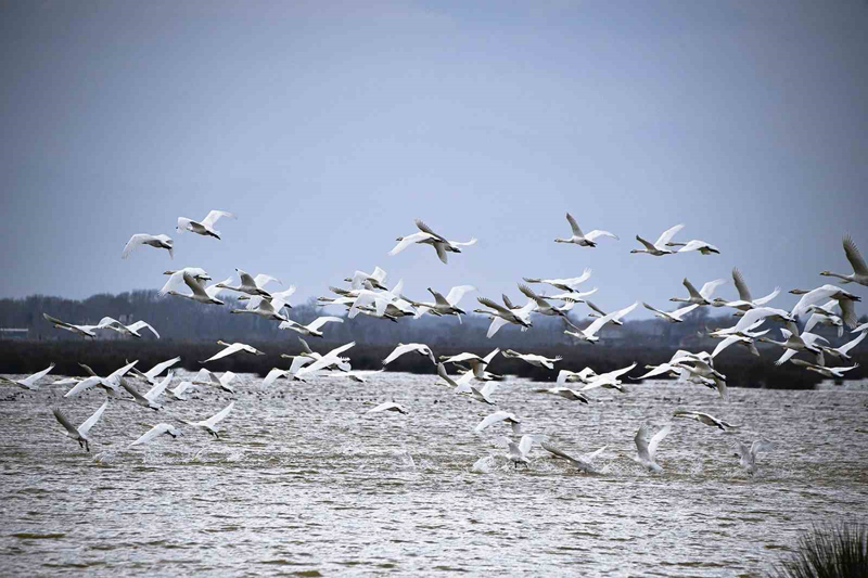 <p>Korunmas iin, Temmuz 2018'de ara giriine kapatlan Kzlrmak Deltas Ku Cenneti'nde irili ufakl 20 gl ile byk bataklk ve sazlk alanlar yer alyor. </p>