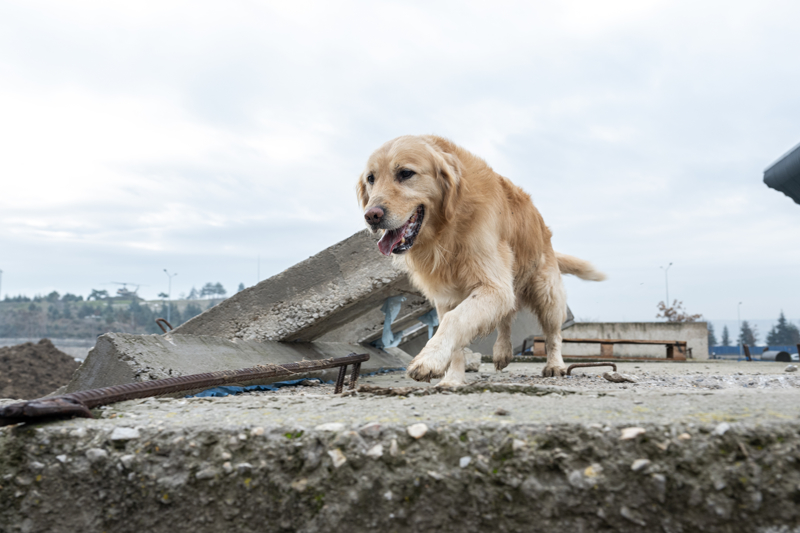 <p>AA muhabirine konuan Paz'n eitmeni Sait Akaln, deprem haberini alr almaz blgeye gittiklerini, 24 gn boyunca enkazdan enkaza kotuklarn, Paz ve Paa'nn 14 canl tespit ettiini aktard.</p>