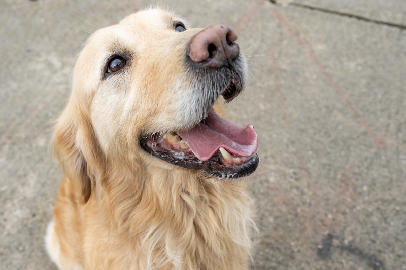 <p>6 ubat depremlerinde yaananlarn kendilerini ok etkilediini ifade eden Akaln, 'Burada bizi en ok etkileyen 198'nci saatte, artk umutlarn kesildii zamanda tespit ettiimiz canlar oldu. Enkazda yaklak 5 ekip arama yapt, canlya ulaamaynca bizden yardm istediler. Enkazda arama yaptk, 2 kpeimiz de sinyal verdi. Blgede almalarmz younlatrdk. Arama yapan ekipler umutlarn kesmiti aslnda ama kpeklerimizin srarla sinyal verdiini syledik. Ertesi sabah 2 karde o enkazdan kartld. Kardelerin de bir hikayesi vard, 198 saat boyunca protein tozu yiyerek hayatta kalmlar, onlar aslnda bizim kpeklerimiz buldu.' diye konutu.</p>