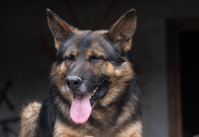 <p>Paa ve Paz'n enkazlarda tespit ettii kiiler arasnda protein tozu iip hayata tutunan, depremin 198'inci saatinde sa olarak kurtarlan 2 karde de yer ald.</p>