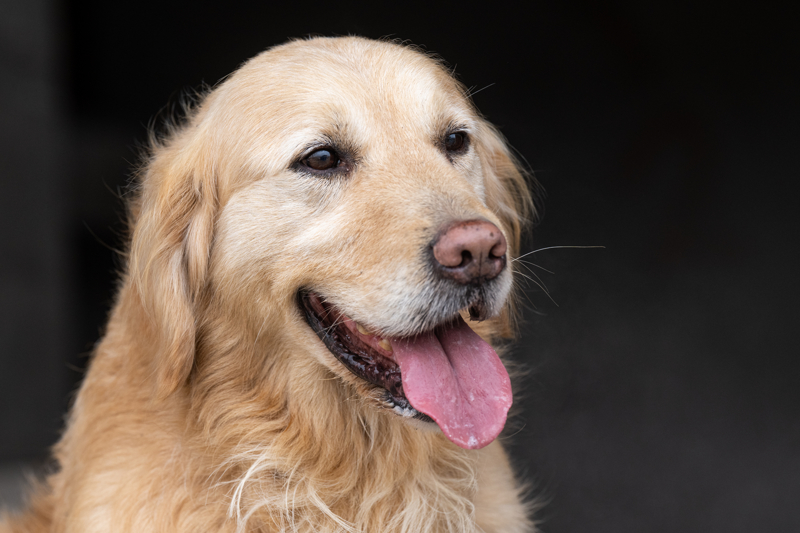 <p>Kahramanmara'taki Pnar Apartman'nn enkaznda, 5 ekibin gnlerce yapt almaya ramen umutlarn tkendii anda Paa ve Paz, dakikalarca havlayarak 17 yandaki Muhammed Enes ve 21 yandaki aabeyinin de yerinin tespit edilmesini salad.</p>