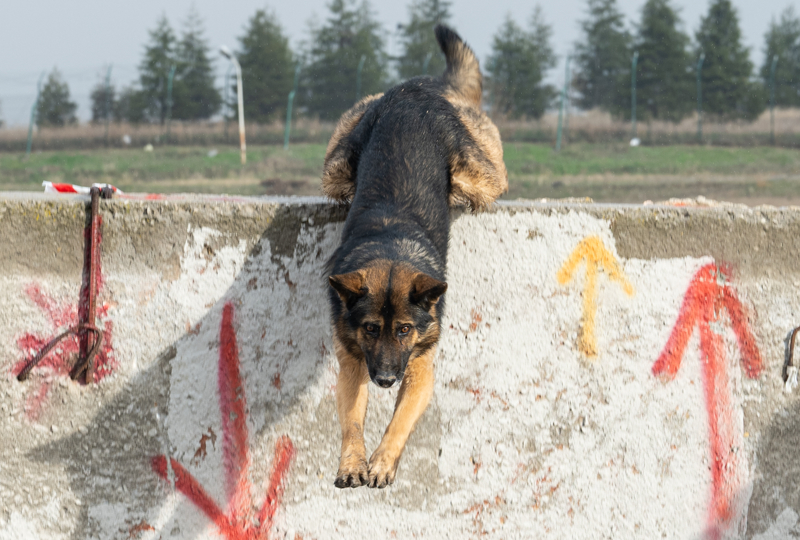 <p>Akaln, 'Kpeimizi o gnler iin yetitirmitik. Kpeimiz enkazdan kt, tedavisini yaptk, sonra baka enkaza kotu, o ekilde almalarmz srd.' dedi.</p>