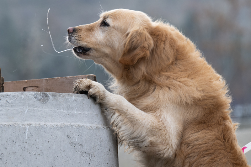 <p>Gll, Elaz, zmir ve Kahramanmara merkezli depremde byk baar elde eden Paa ve Paz'n tecrbelerini, dier kpeklerin eitimlerinde kullandklarn dile getirdi.</p>