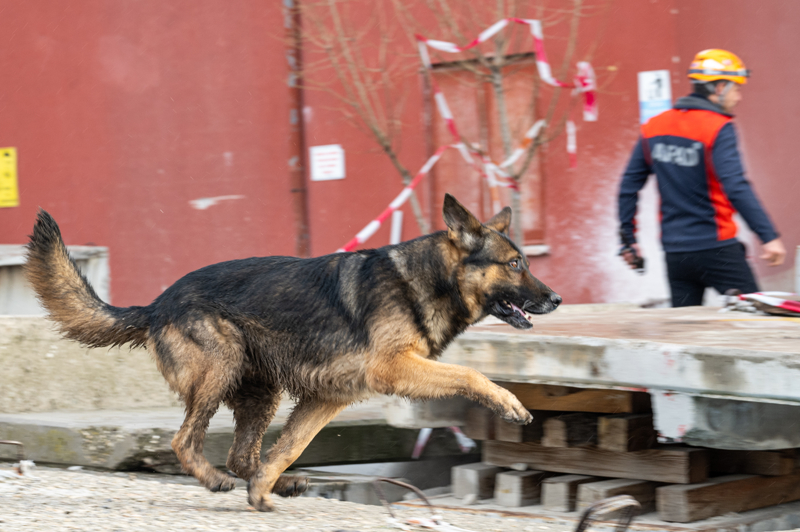 <p>Paz ve Paa'nn afetlerde byk tecrbeler edindiini, arama kurtarma kpeklerinin bu tecrbelerinin dier kpeklerin eitiminde kullanldn ifade eden Akaln, Paz ve Paa'dan da bu kapsamda yararlanldn vurgulad.</p>