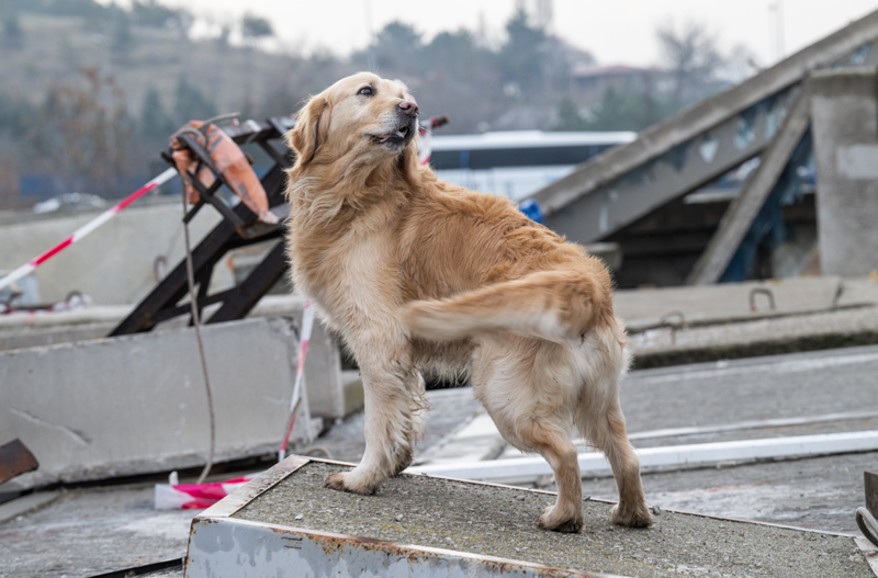 <p>Deprem ncesindeki eitimlerin arama kurtarma kpeklerinin enkazlardaki baarsn arttrdna iaret eden Gll, yeni eitimine balanan kpeklerin enkazda 'oyun arkadalarn' aradklarn, yalar ilerledike grev bilinciyle davrandklarn szlerine ekledi.</p>