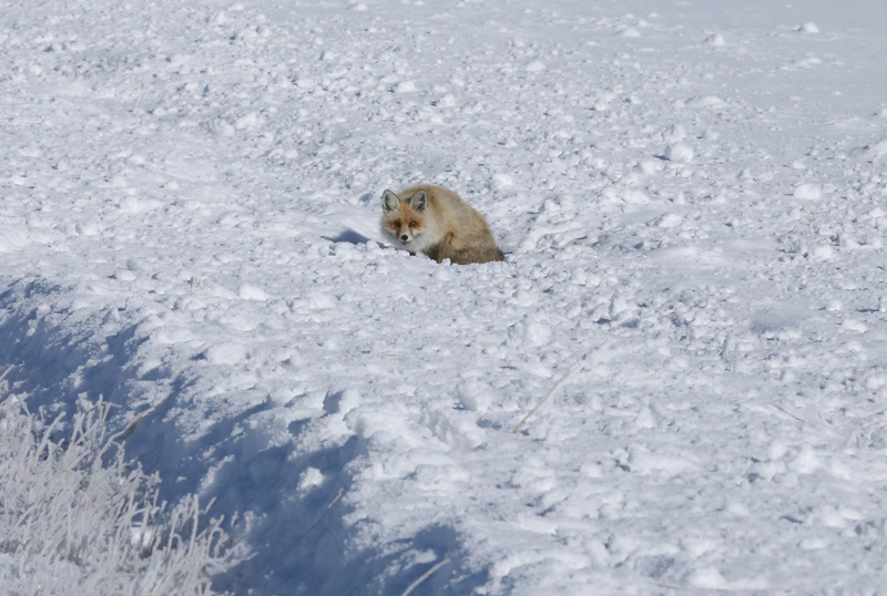 <p>Sarıkamış ilçesinde soğuk hava etkili oldu, ev ve iş yerlerinin camları buz tuttu. Ağaçlar ve bitkilerin kırağı tuttuğu ilçede, bazı esnaflar yaban kuşlarını yemledi.</p>