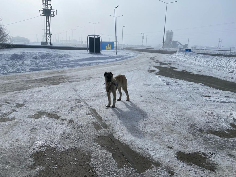 <p>Baz vatandalarn ka ve kirpikleri dondu, yol ve kaldrmlarda buzlanma olutu. <span >Ar'da da dondurucu souklar nedeniyle aalar kra tuttu.</span></p>