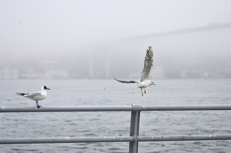 <p><b><font size='4'>- �EH�R HATLARI BAZI VAPUR SEFERLER�N�N �PTAL ED�LD���N� DUYURDU</font></b></p><p><br></p><p>�ehir Hatlar�ndan yap�lan duyuruda, yo�un sis nedeniyle vapur seferlerinde iptaller ve gecikmeler ya�and���n� bildirdi.</p>