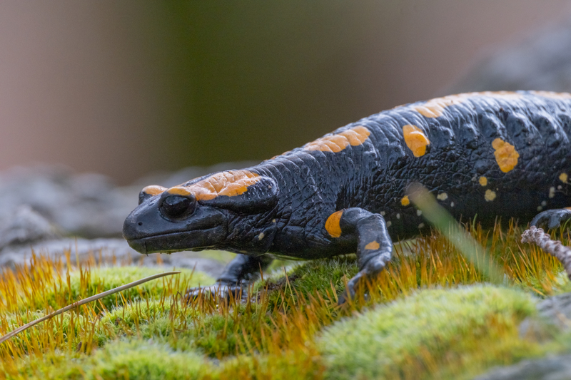 <p>Lekeli semender bir sre sonra gzden kayboldu.</p>