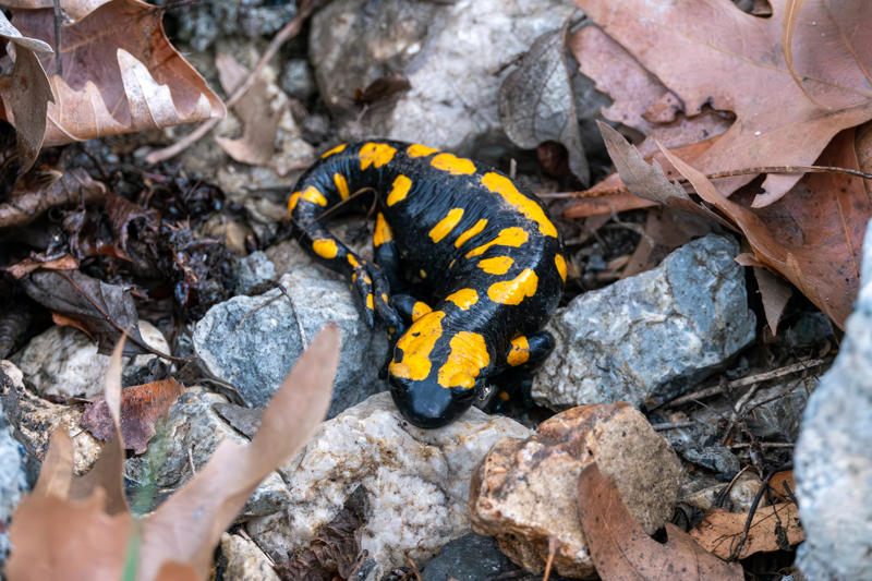 <p>Semender, tren raylarndan uzak bir blgeye tanarak grntlendi.</p>