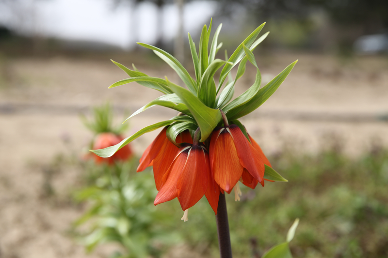 <p>Camideki mezzin mahfilinin mermer ayanda bulunan ve birok rivayete konu olan ters lale motifi ziyaretilerin dikkatini ekiyor.</p>