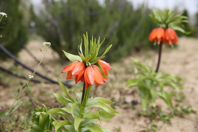 <p>Ters lalelerin oaltlarak elde edilecek soanlarnn gelecek yldan itibaren cami bahesine ekilmesi planlanyor.</p>