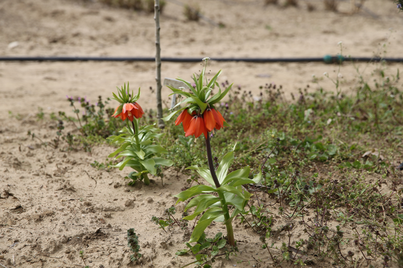 <p>Enstitnn Mdr Do. Dr. Adnan Tlek, AA muhabirine Anadolu corafyasnn endemik trlerinden olan ters lalenin Dou Anadolu ve Gneydou Anadolu blgelerindeki birok ilde doal ortamnda yetitiini syledi.</p>