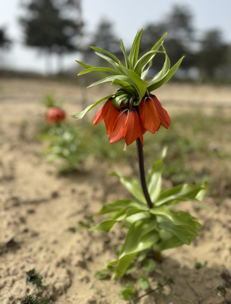 <p>Trakya Tarmsal Aratrma Enstitsnce caminin simgelerinden olan ters lalenin kentte yetitirilmesi amacyla Karaaa'taki deneme bahesinde ters lale ekimi yapld. Deneme amal ekilen bitkiler baharla birlikte iek amaya balad.</p>