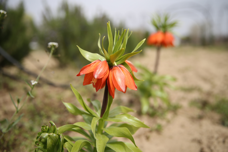 <p>Ters lalenin gzelliiyle dikkat ektiini ve Edirne'de yetitirilmesi iin aba sarf ettiklerini belirten Tlek, unlar kaydetti:</p>