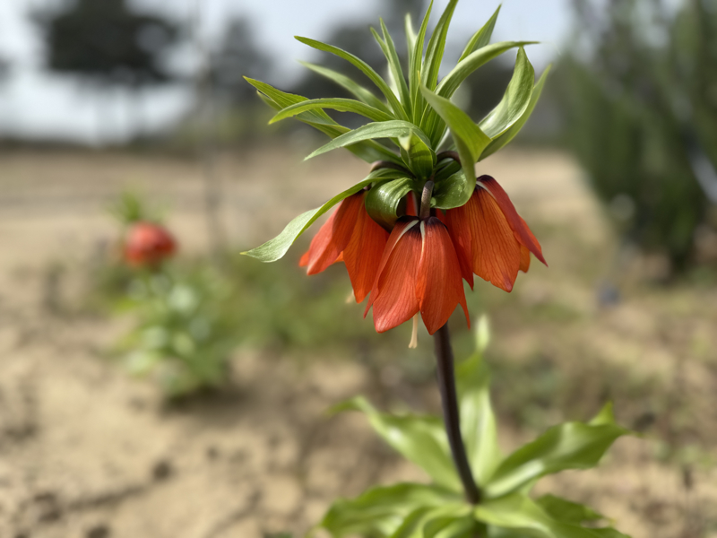 <p>'Bakanlmz bnyesindeki almalar kapsamnda Erzincan Bahe Kltrleri Aratrma Enstits ters lale soan retimi ve kltrel alnmasyla ilgili almalar yrtt. Biz de onlardan destek alarak alma yrtyoruz. Biliyorsunuz ters lale, Edirne'deki Selimiye Camisi'nin nemli simgelerinden. Selimiye'nin bahesi dahil olmak zere ters laleleri Edirne'de retmek istiyoruz. Deneme amal ektiimiz baz bitkiler iek at. Tabi bu retim materyalini artrmamz gerekiyor. nallah Selimiye bata olmak zere tarihi yaplarn ihtiya duyduu iekleri reteceiz.'</p>