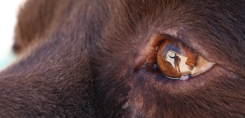 <p><b>B�R�OK ALANDA UZMAN</b></p><p>Jandarma Uzman �avu� E�itim ve Kullan�c�s� Burhan Akayd�n da Bel�ika Malinois �rk� olan Y�k�'n�n operasyon k�pe�i oldu�unu ve k�rsalda ter�ristlere g�z a�t�rmad���n� s�yleyerek, 'Temel operasyon k�pek e�itimin hedefi, k�pek rehine kurtarma operasyonlar�nda mukavemet eden veya ka�an ��pheli �ah�slar ile ter�r olaylar� kapsam�nda her t�rl� arazi ma�ara ve s���naklarda saklanan b�l�c� ter�r �rg�t� mensuplar�n� etkisiz hale getirmek, ��phelilerin �st aramas� ve g�zalt�na alma i�lemlerine refakat etmek.</p>