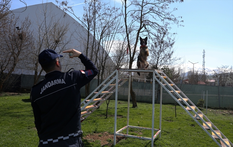 <p>Uyuturucu madde arama eitmeni olarak grev yaptn belirten Santur, 'Uyuturucu madde arama kpekleri, uyuturucu madde kullanan, tayan, bu maddelerin imal ve ticaretini yapan kiilerin evlerinde ve eklentilerinde, aralarnda, arazilerinde, uyuturucu madde bulunmas muhtemel umuma ak alanlarda uyuturucu madde aramas iin eitilmektedir. Kpeimin ismi Yre. Alman rk olan oban kpeim 4 yanda. Her gn dzenli olarak parkurda eitim yaptryoruz.' diye konutu.</p>
