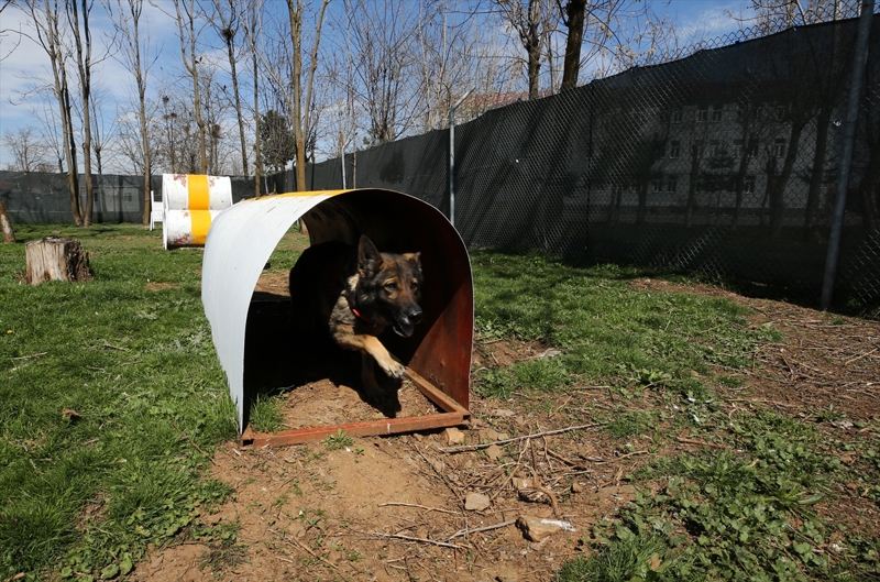 <p>'Komutanlmz bnyesinde, uyuturucu madde arama kpei, ay ve ttn tespit kpei, mayn arama kpei, bomba arama kpei, erzak tespit kpei ve iz takip kpekleri mevcut. Kpeklerimize gnlk olarak arama ve itaat eitimi verilmektedir. Kpeklerimiz kondisyon parkurundaki 10 farkl engelden gemektedir. Dedektr kpeklerimiz, operasyonlarda ve arama faaliyetlerinde en byk yardmcmzdr.'</p>