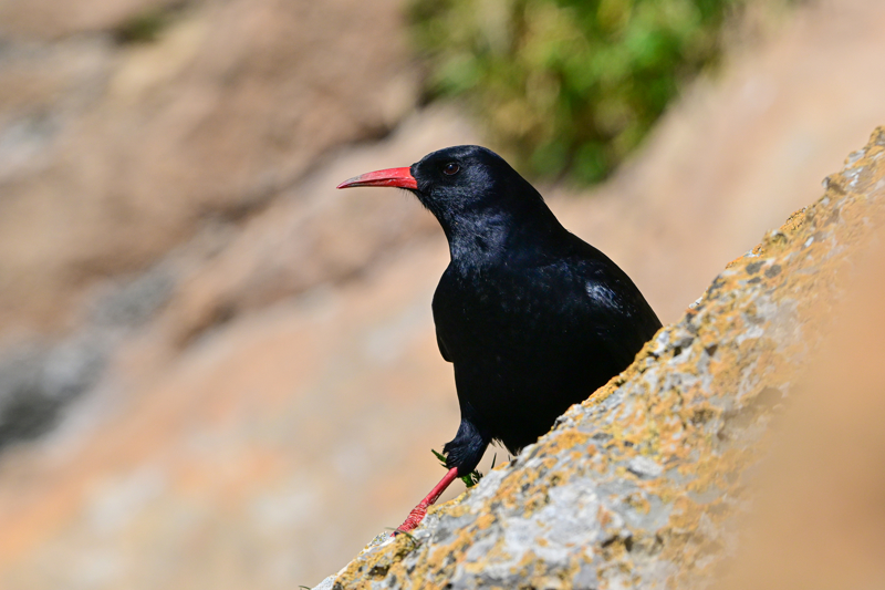 <p>Havzada ya�ayan t�rler aras�nda, k�rm�z� gagal� da� kargas� da yer al�yor.</p>