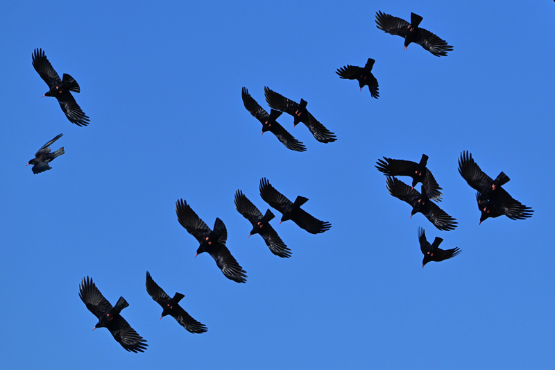 <p>Havza koruma eylem plan� ile korunan b�lge, ku� ara�t�rmac�lar�n�n ve g�zlemcilerinin de tercih etti�i alanlar�n ba��nda geliyor.</p>