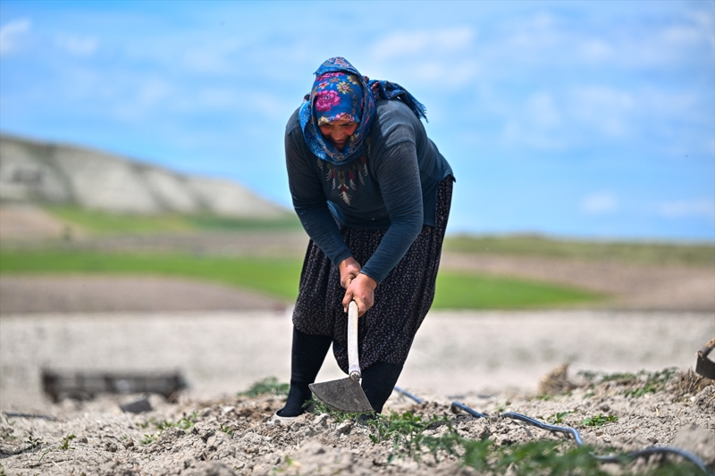 <p>100 yllk tohumlar yllar sonra toprak anayla buluturan kadn giriimcilerin toplanacak mahsulleri ve hazrlayacaklar domates sular, Ankara ve stanbul'daki zincir marketlerde sata sunulacak.</p>