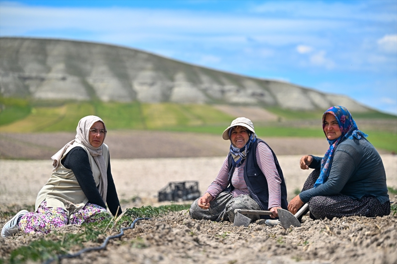 <p>Varol, tohumlar nce seralarda fide haline getirdiklerini, mays ay itibaryla da tarlalara ekmeye baladklarn belirterek, mahsuln Austos'un 15'i gibi toplanarak sata sunulacan syledi. <span >Ata tohumundan domateslerin bir baka zelliinin daha olduunun altn izen Varol, 'Ata tohumumuz, ayn zamanda corafi iaret de alarak, tescillendi. Bu da bizim iin ayrca bir gurur.' dedi.</span></p>