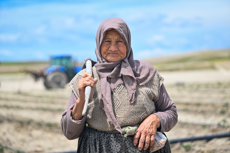 <p>Bu tohumlardan retilen Aya domateslerinin yzde 80'inin su olduundan sala yapmna uygun olmadn ancak tamamen doal olduu iin ok lezzetli olduunu vurgulayan Varol, szlerine yle devam etti:</p>
