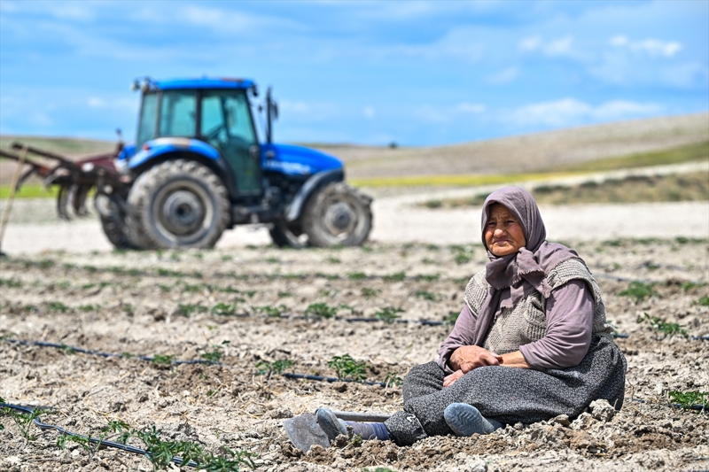 <p>'imdi, byk zincir marketlerle szleme yaptk. Ata tohumu olan Aya domateslerimiz artk raflarda yerini alacak. Bu yl iin Ankara'da ve stanbul'da sata sunulacak. Daha sonraki yllarda yurt geneline sat mmkn olabilecek. Taze, sulu, lezzetli Aya domatesleri, vatandalarmzn sofralarna girecek ve yemeklere lezzet katacak.</p>